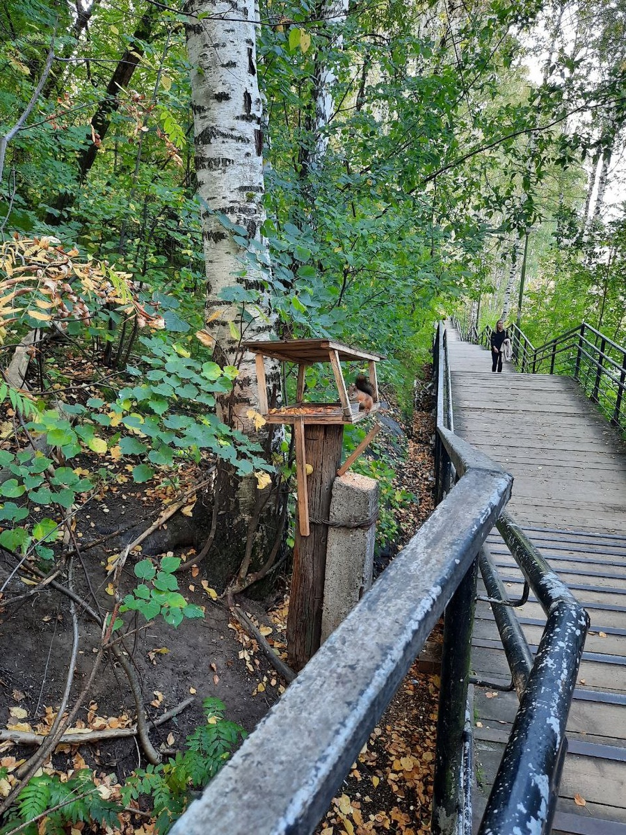 Лес в Перми. Фото из личного архива 