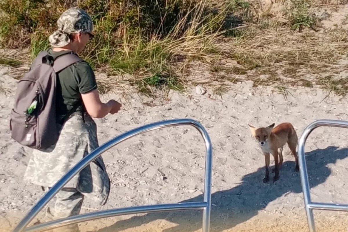    Туристы были уверены, что отрезанный от большой земли хищник обречён на голодную смерть.