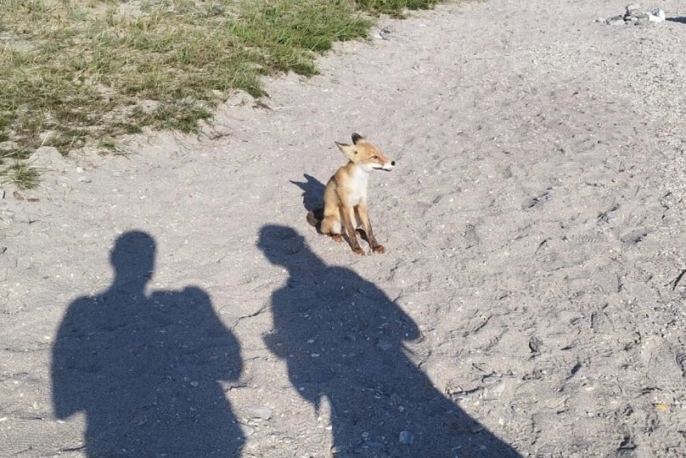    Лиса казалась туристам худой и измученной, но на деле оказалась вполне упитанной. Фото: пресс-служба ФГБУ «Заповедное Прибайкалье»/ Алексей Климусов