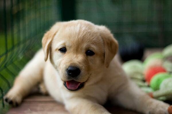 Ваш новый лучший друг ждет своего имени.