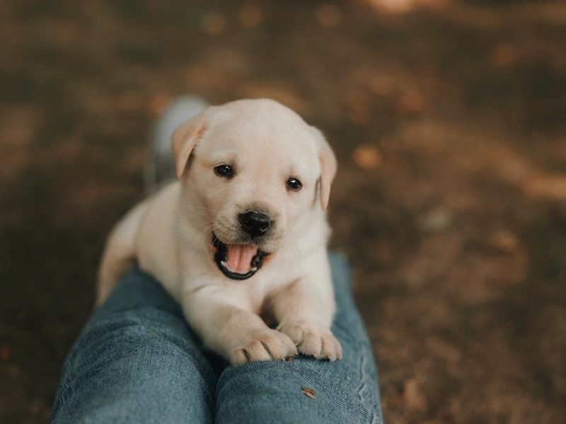Ваша новая лучшая подруга.