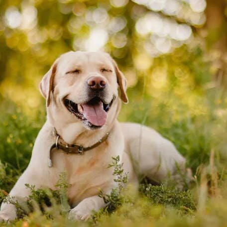 Леди Дейзи наслаждается загородной жизнью.