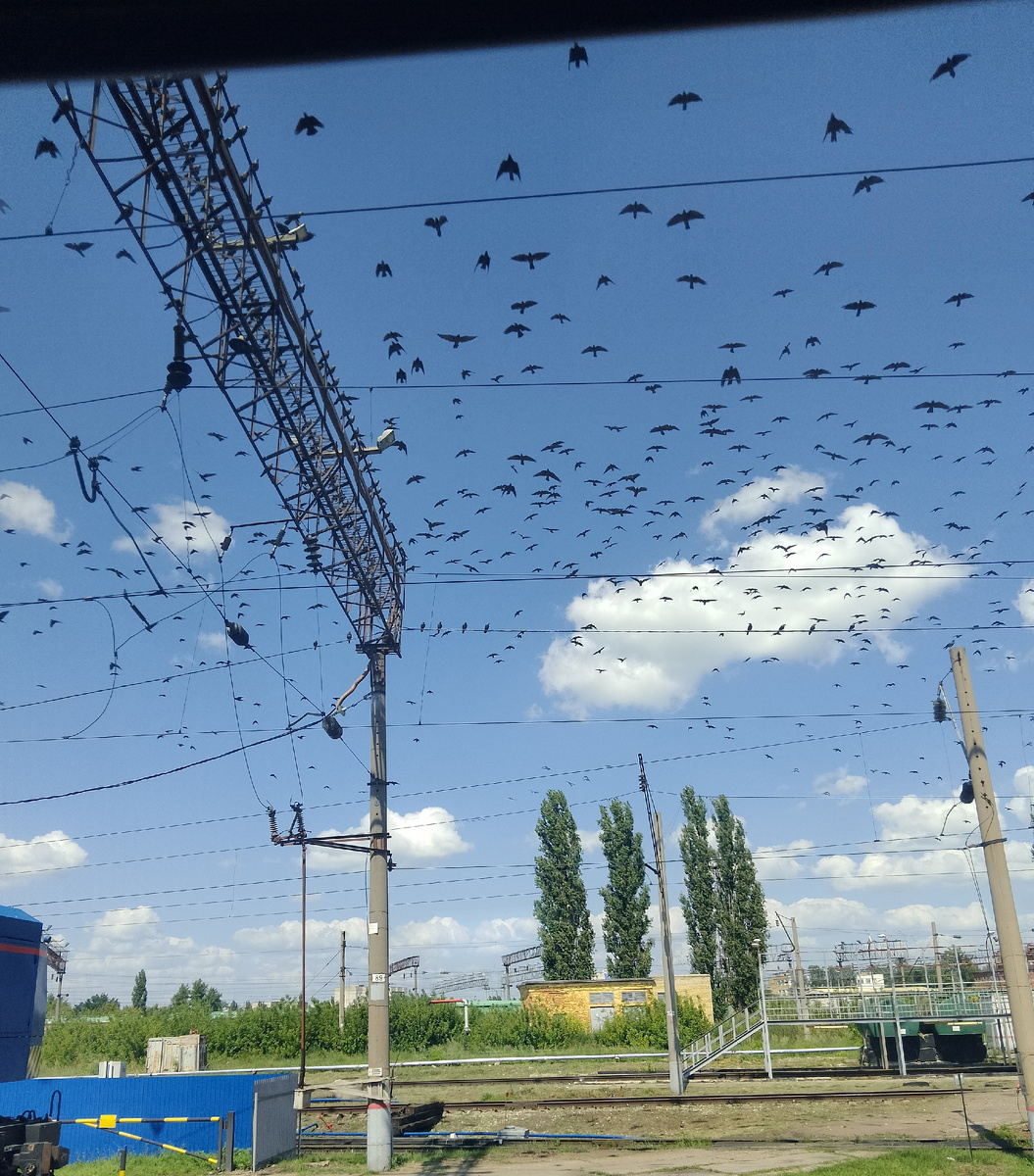 Стая чёрных ворон