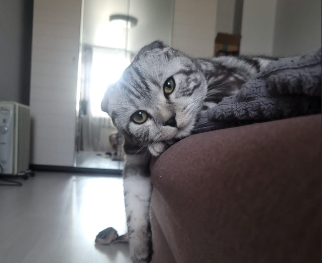 Скучает ли кошка без хозяина