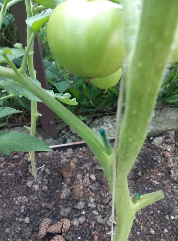 Места среза после удаления листьев и пасынков можно обработать зеленкой