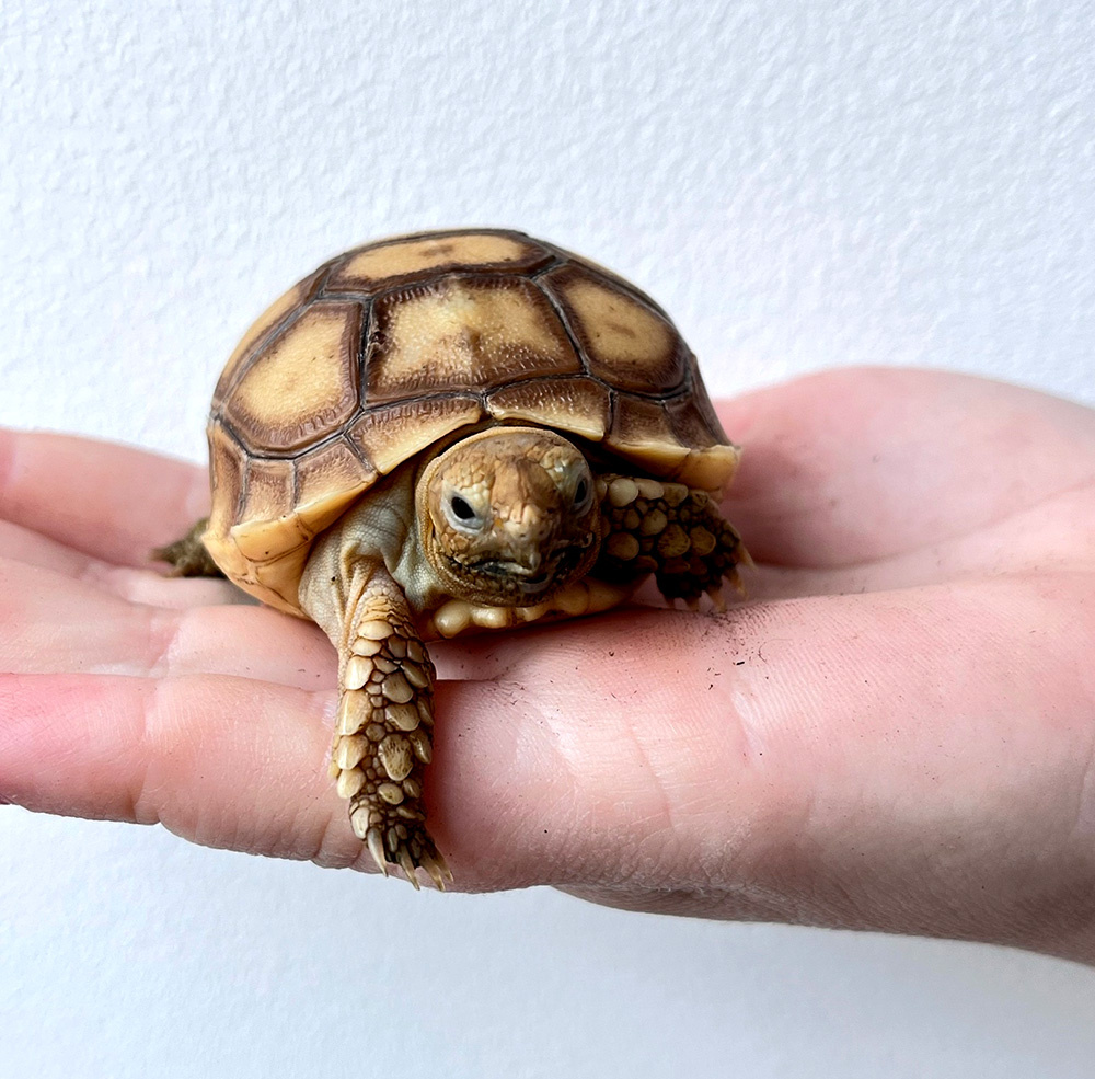 Он выглядит таким милым и беззащитным, правда? А теперь представьте, что он вырастет до 80 килограммов!