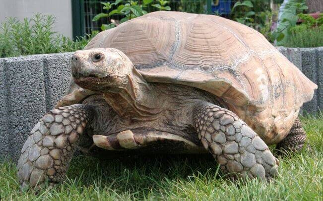 Вот он, африканский гигант во всей красе. Настоящий сухопутный линкор!