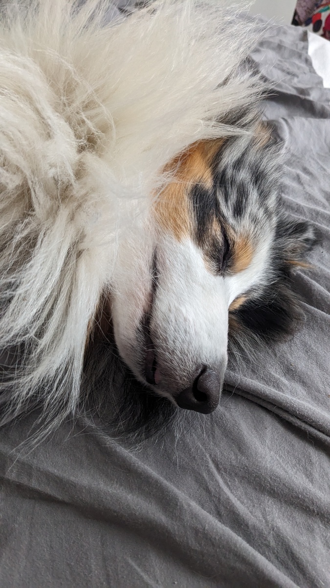 Ну что за мордашка 💕🐾