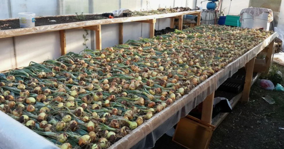 Как правильно просушить лук