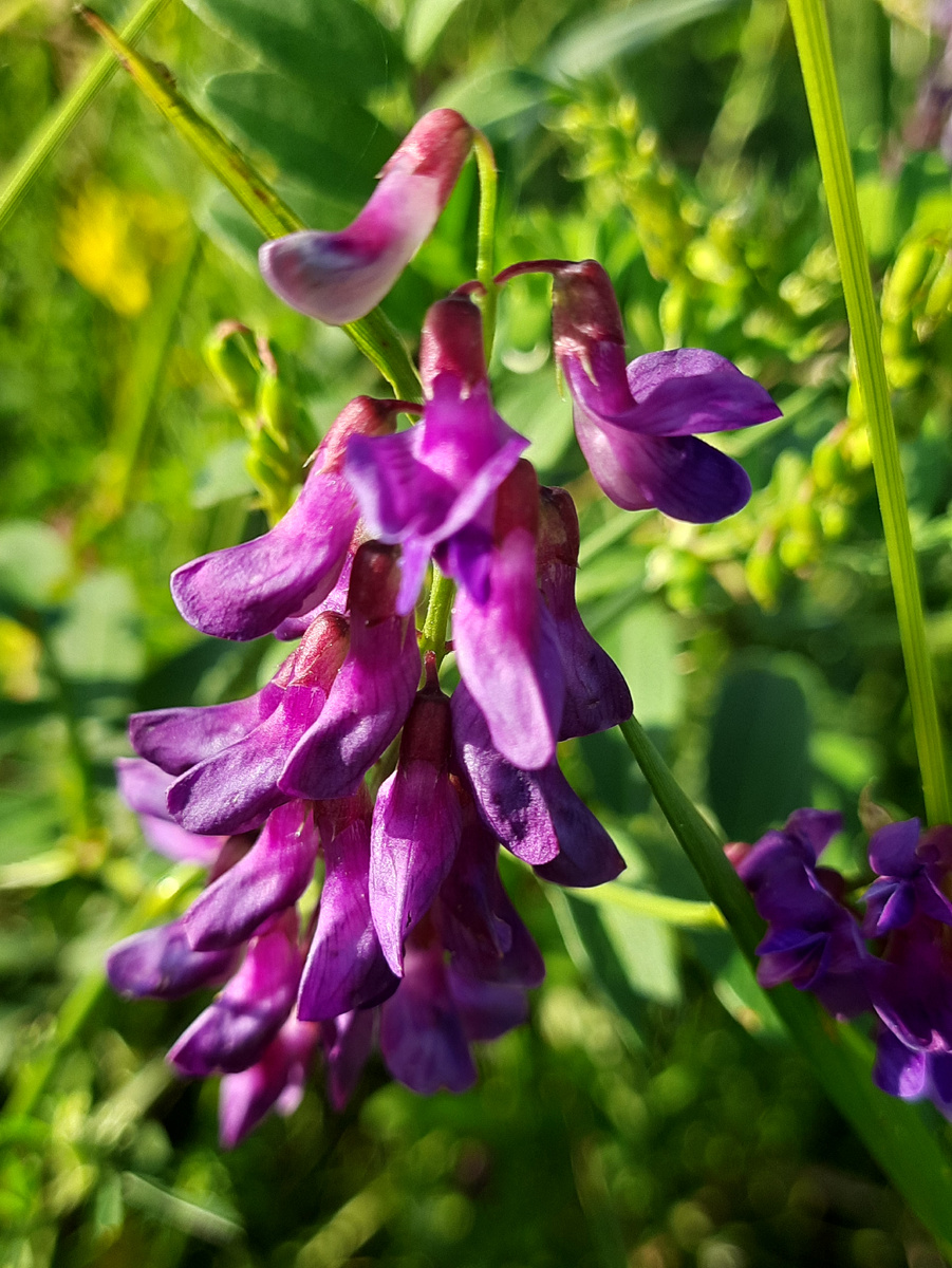 Мышиный горошек