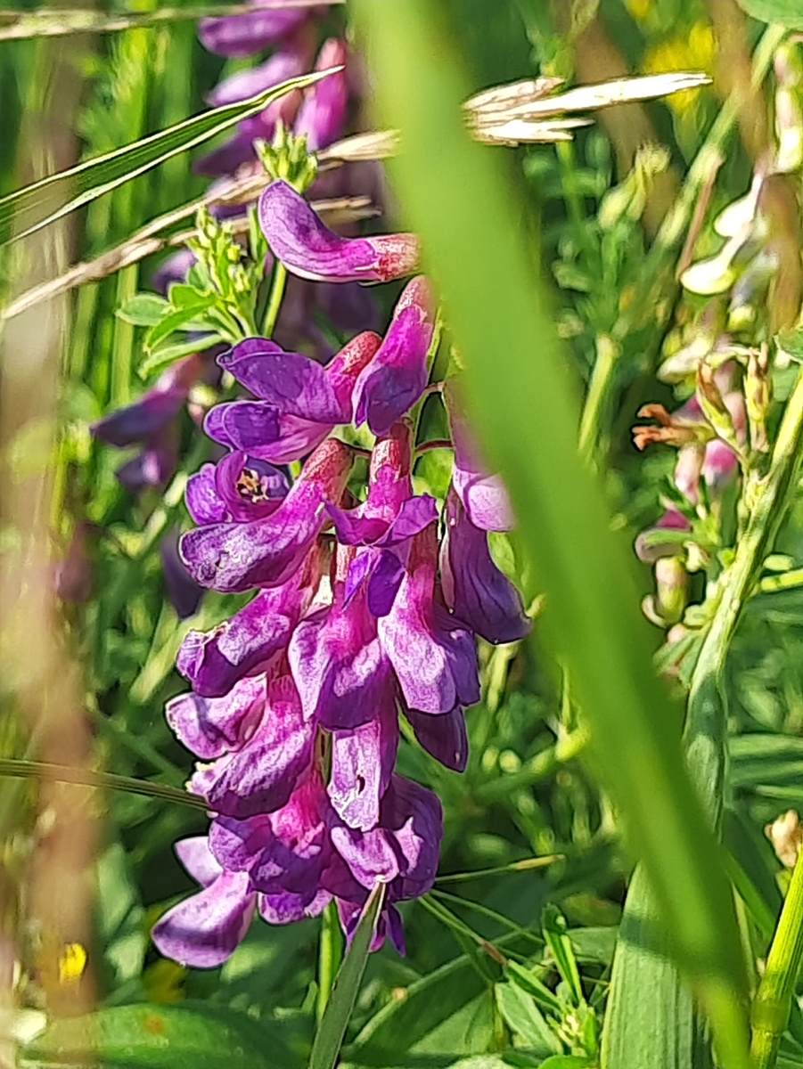 Мышиный горошек