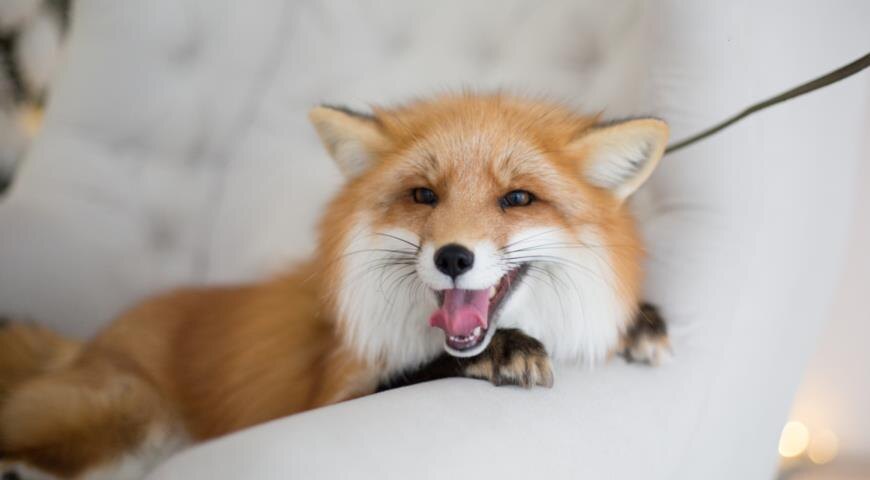 Она смотрит на вас со страниц сказок и лесных опушек. Но что будет, если этот взгляд встретит вас в собственном доме?