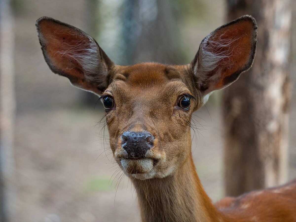     В красноярском зоопарке отмечают День оленя