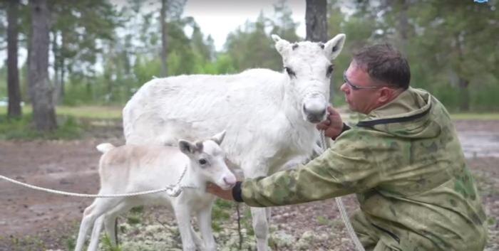 Северный оленёнок и его мама, подаренные Владимиру Путину. Обложка © Telegram / ЯМАЛ. Официально