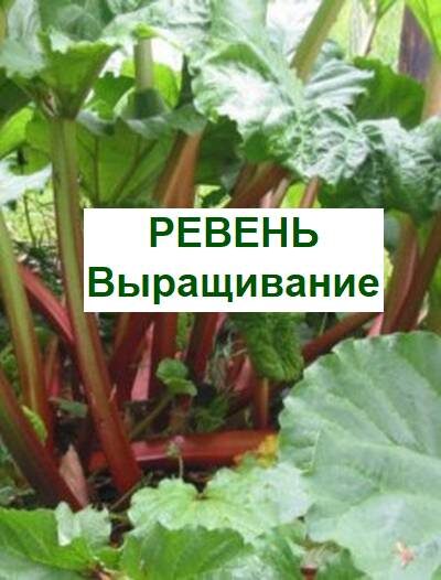 Выращивание ревеня