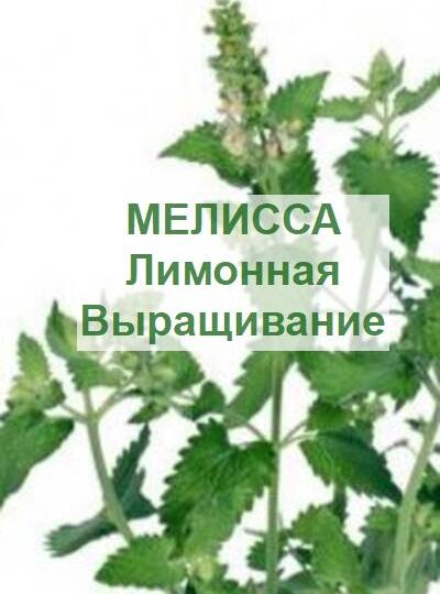 Мелисса лимонная – выращивание и польза