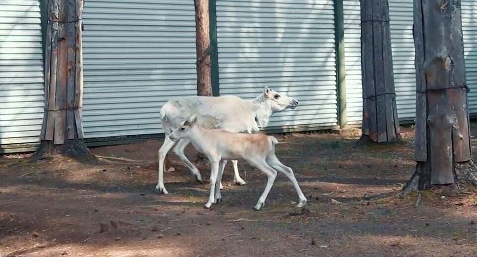    Московский зоопарк