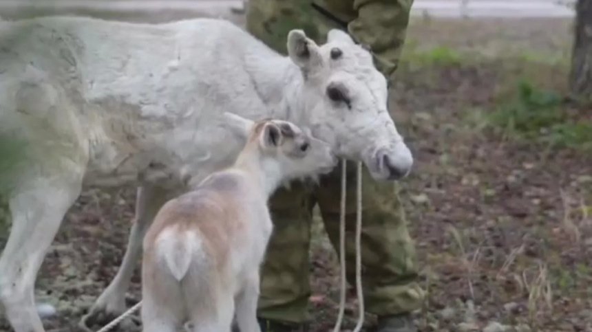    Фото: пресс-служба правительства ЯНАО