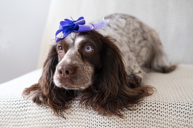 Леди Грейс.