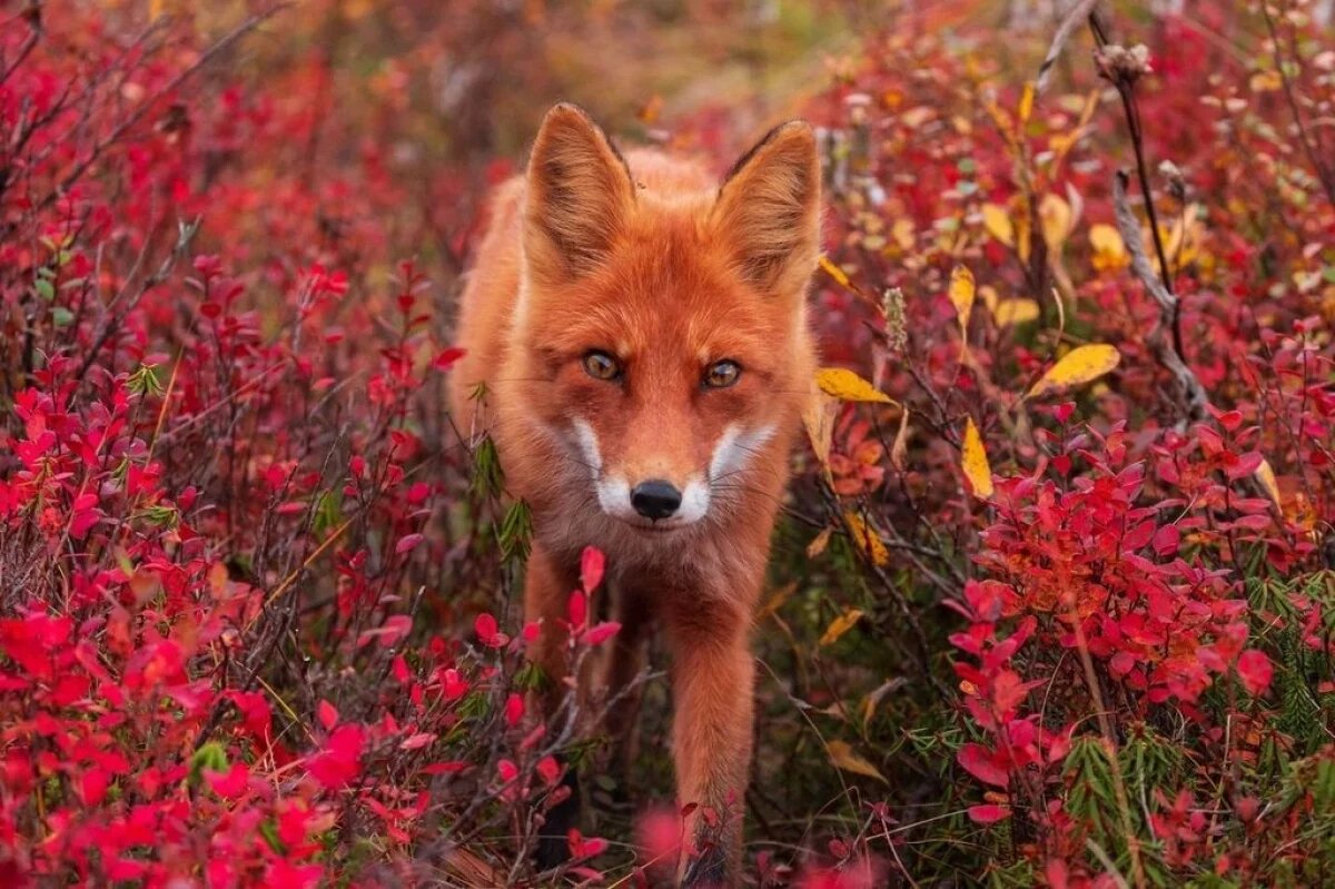    Россиянам с 1 сентября запретят держать дома лис, росомах и сервалов