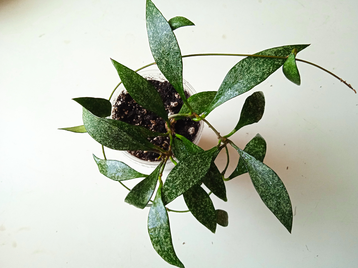 Хойя парвифлора из личной коллекции