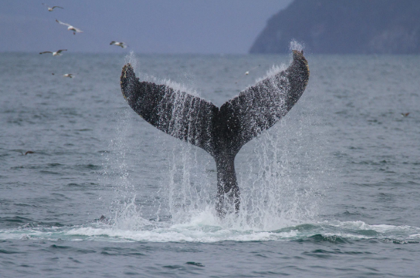 Китв в Берингии