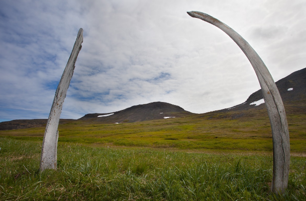 Китовая аллея