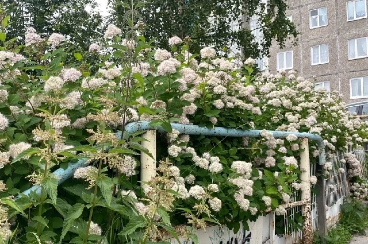    В мэрии Мурманска пояснили, кто должен бороться с борщевиком во дворах