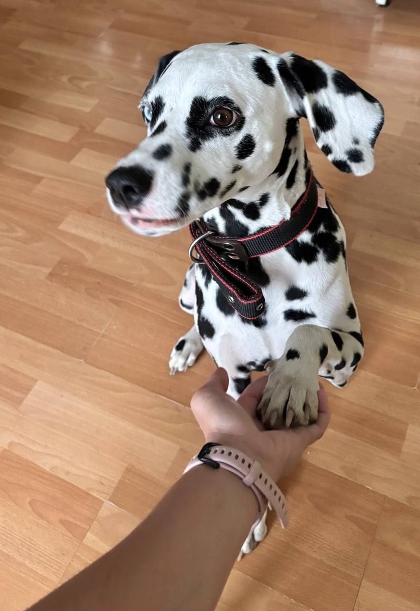 Девочка продолжает усердно учить команды, с радостью занимается и открывает для себя мир.