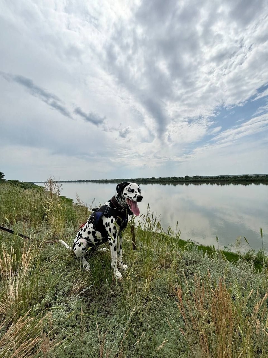 Пятнистая модель просто обожает позировать!