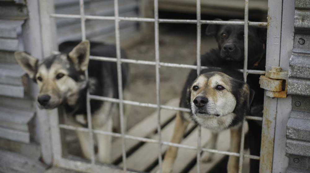    Мошенники на любви к животным