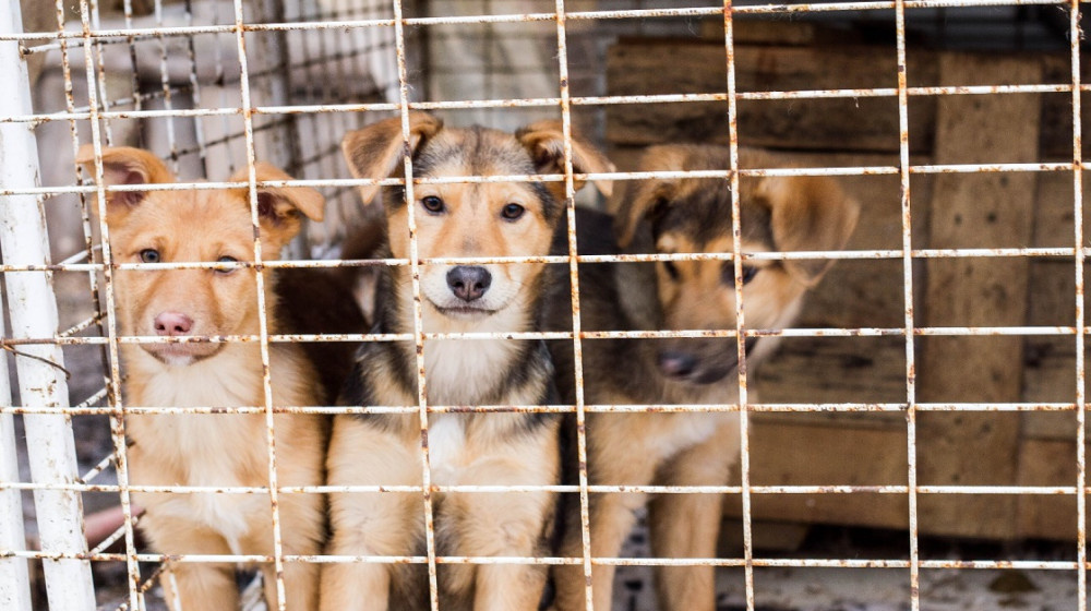    Мошенники на любви к животным