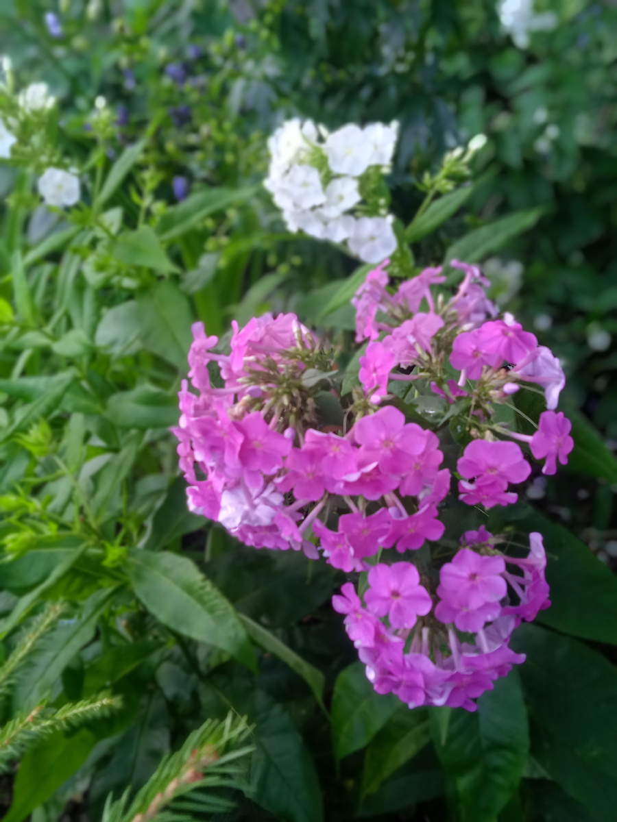 Просто флоксы :) 