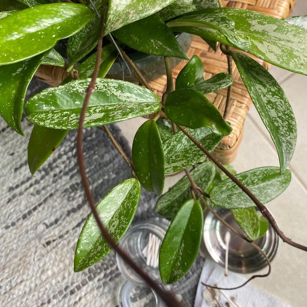 Hoya pubicalyx 'Splash' 