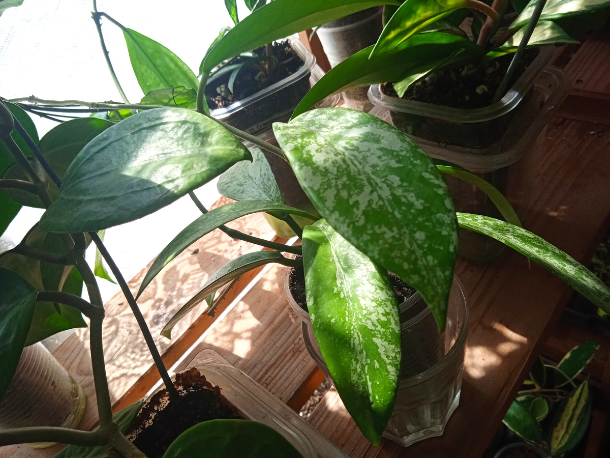 Моя сплешная пубикалис