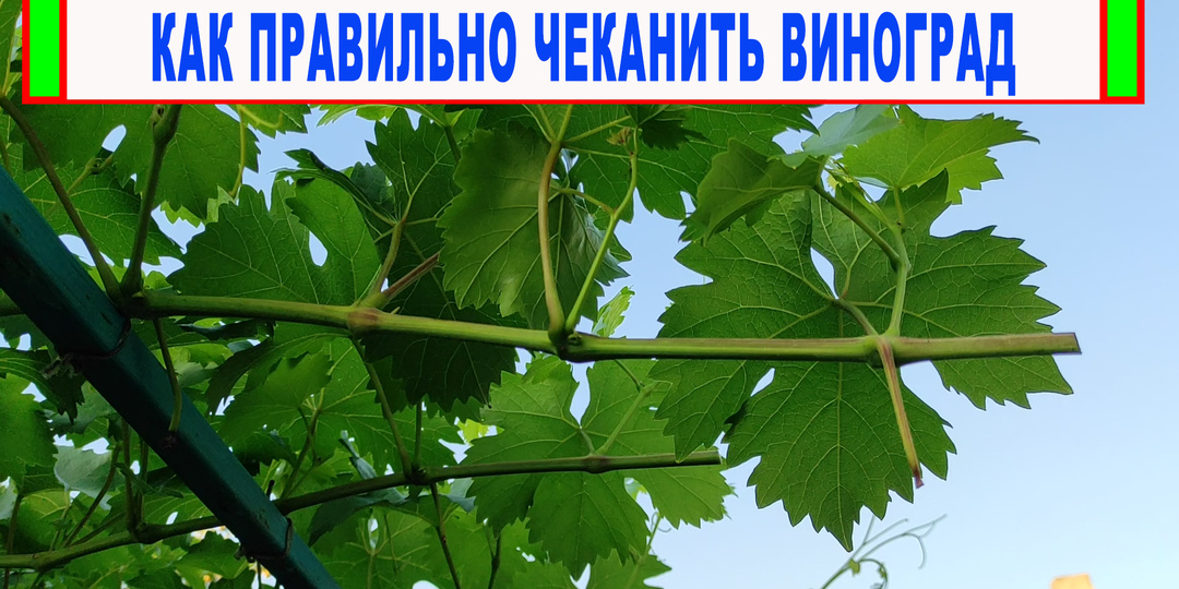 Чеканка винограда: основы и практические рекомендации