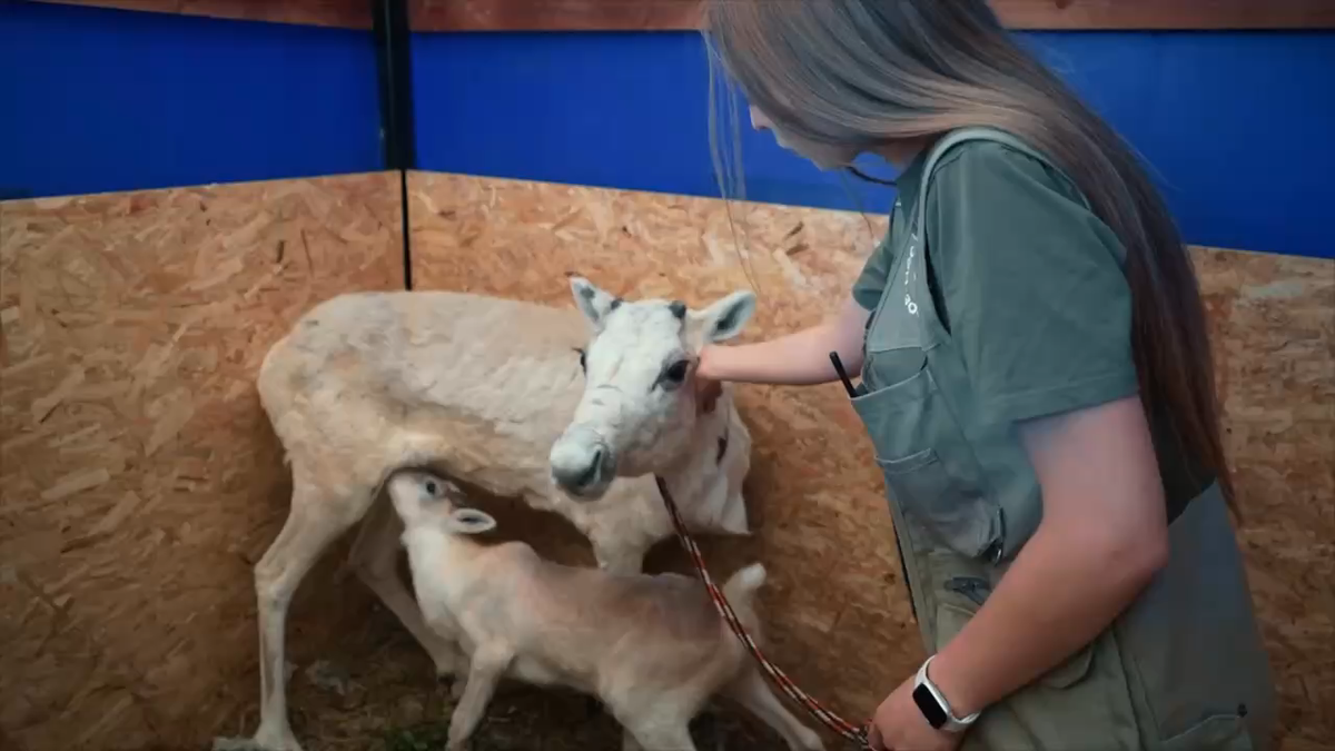 маленький олененокФото: скриншот видео