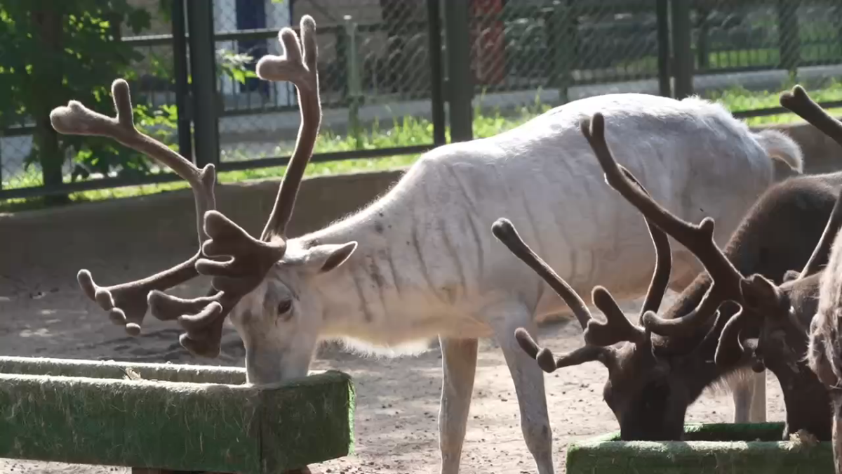 подросший олененокФото: скриншот видео