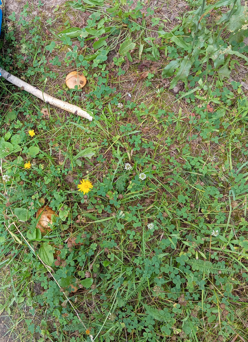 Первые в этом году грибы Мурзилки  Фото хозяйки Мурзилки