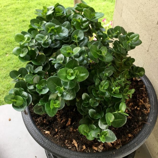 Кариссу можно выносить на свежий воздух. © mmddaayy