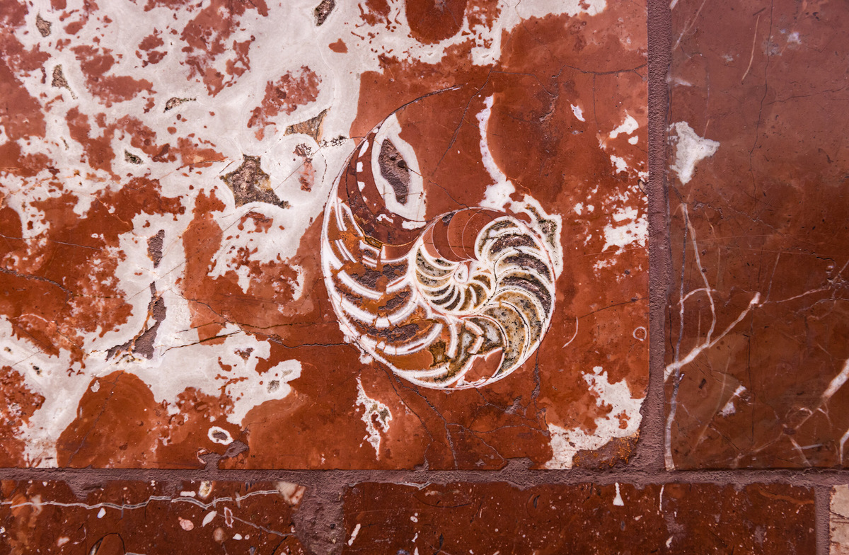 Диаметр раковины — около 9 сантиметров. Она отлично сохранилась, к тому же, в отличие от останков древних моллюсков на других станциях, распилена точно пополам, поэтому её можно рассмотреть в деталях