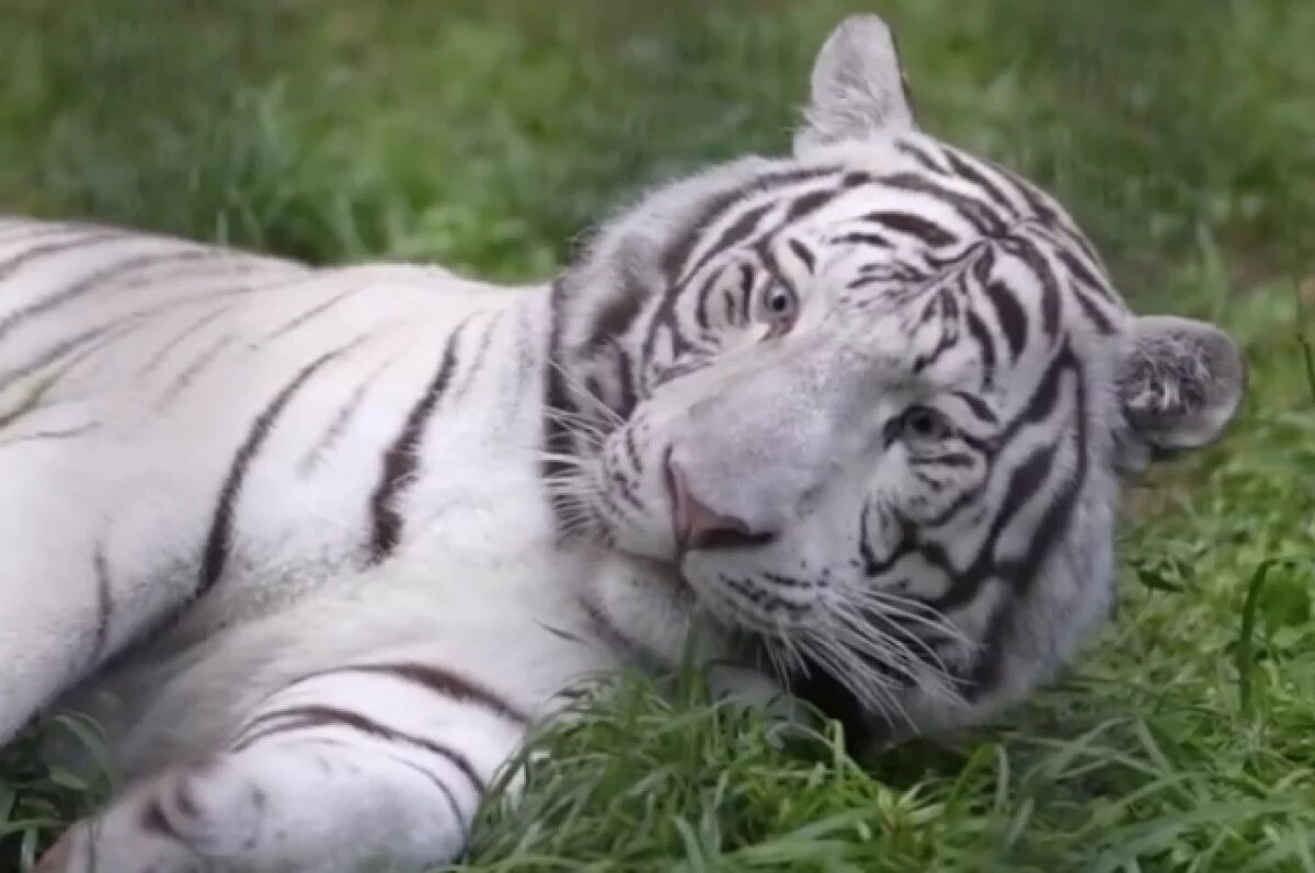    Белый тигр Кови празднует второй день рождения в зоопарке Новосибирска