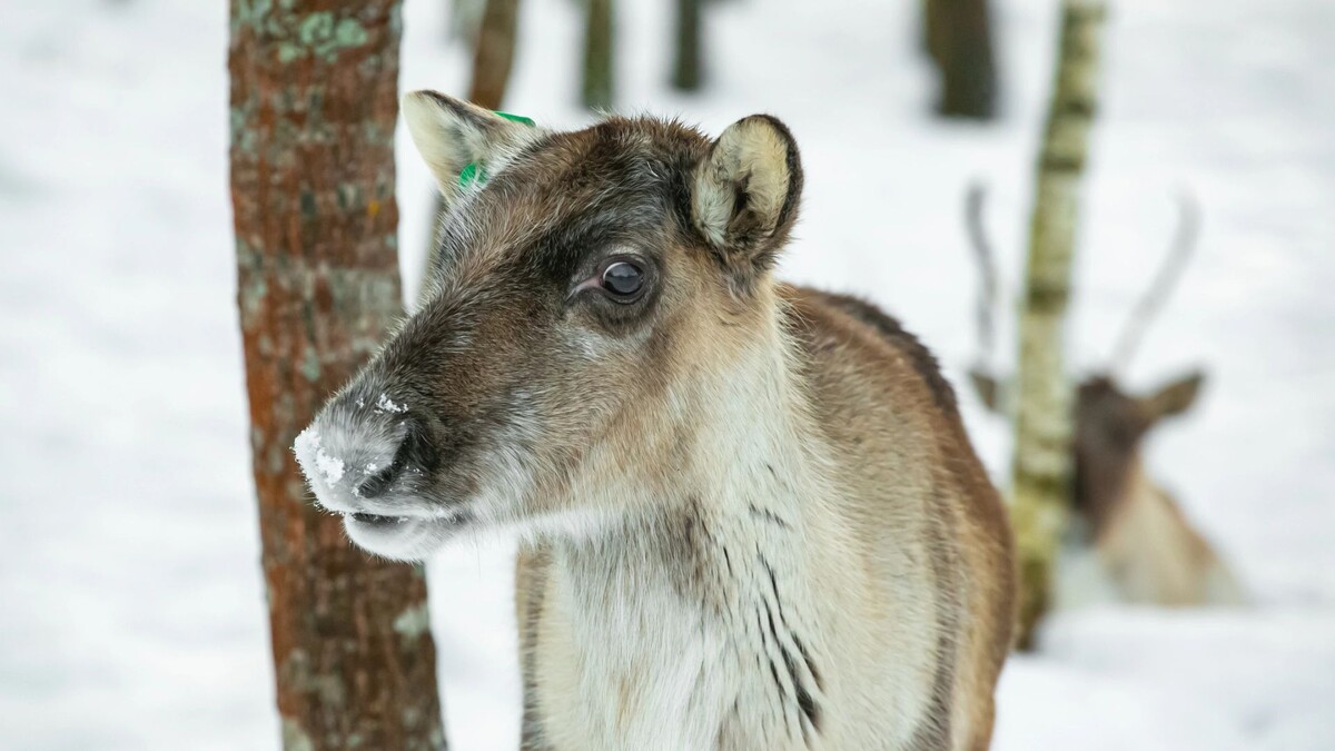    Фото: AnnaOrlova/Shutterstock/Fotodom