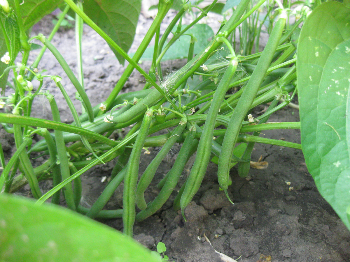 Спаржевая фасоль, фото автора от 22 августа 2025 года