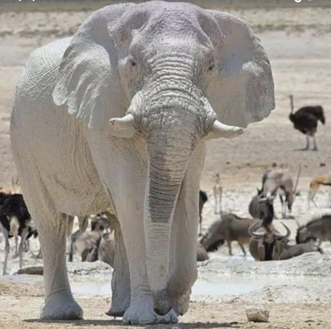 A white elephant