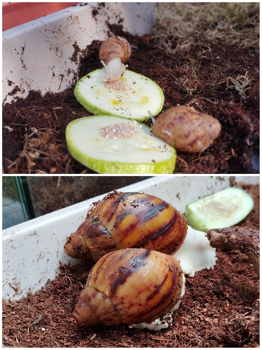 Кушай и Сплюша в детстве и сейчас. Мой коллаж и мои фотки.