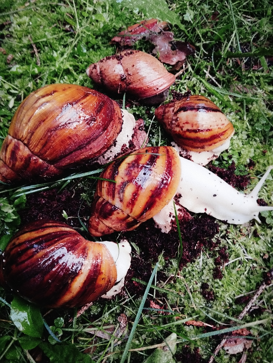 Улитки. Мое фото.