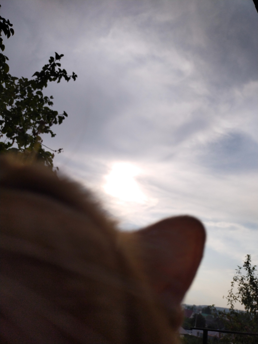 То ли котинька, а то ли виденье.