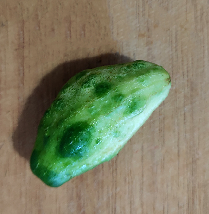 огурец с вирусом ВОМ