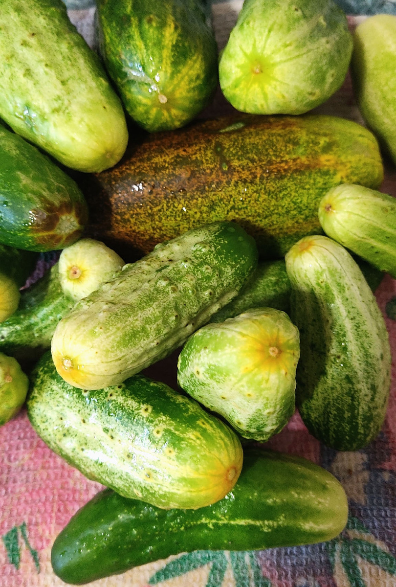 сортовые огурцы